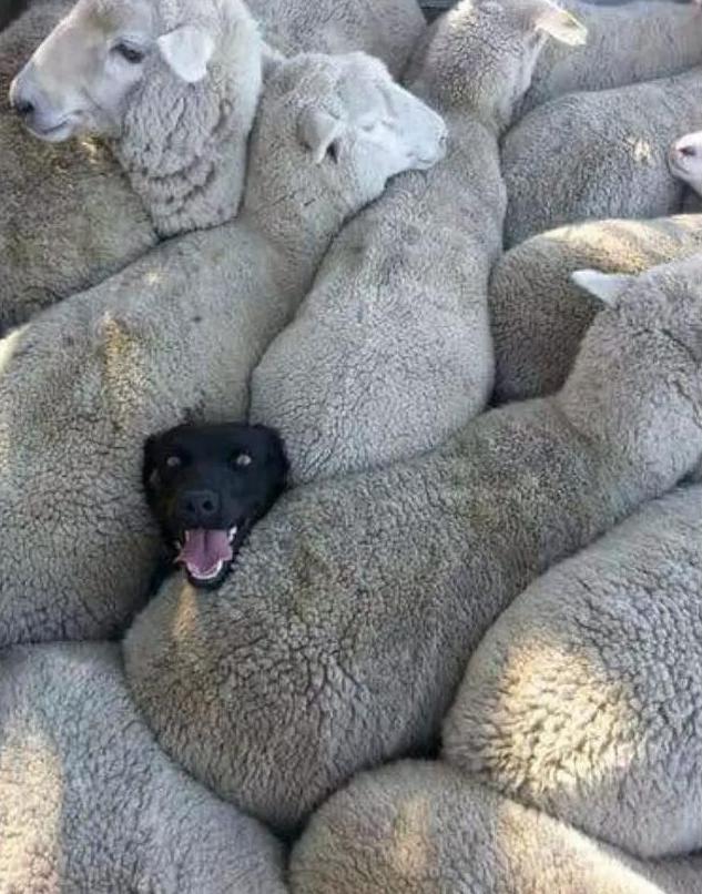 狗子们的沙雕时刻……简直笑到劈叉啊哈哈哈哈哈哈！！