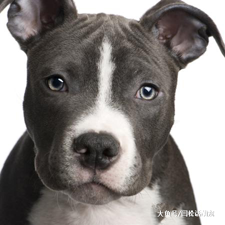 小狗也是吃货大王，护食主义者，拿走一颗试试