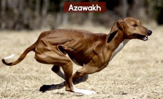 全球最稀有的 12 种狗狗，最少的一种仅剩不到 1000 只