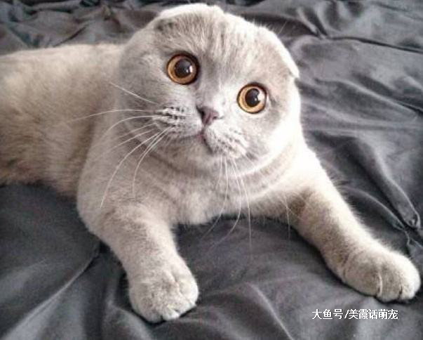 猫咪渐渐成为人们开始饲养的宠物，所谓的苏格兰到底是一种什么猫呢