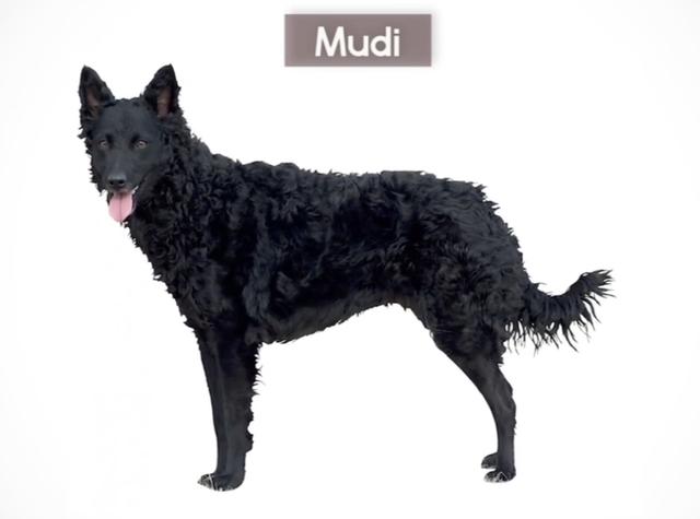 全球最稀有的 12 种狗狗，最少的一种仅剩不到 1000 只