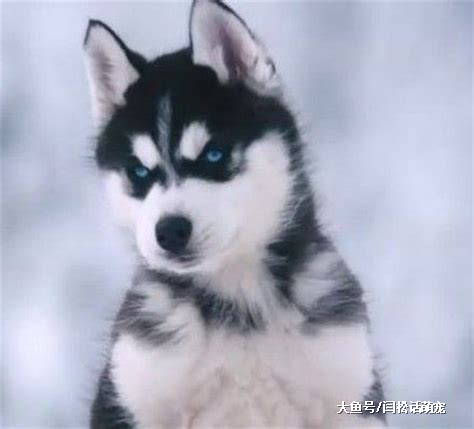 小狗也是吃货大王，护食主义者，拿走一颗试试