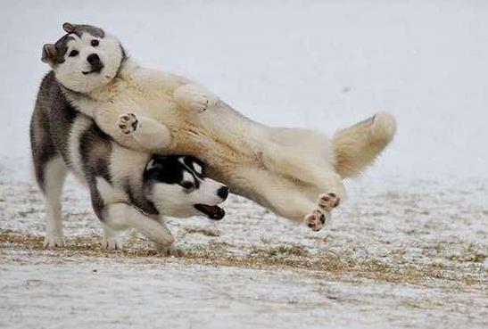 狗子们的沙雕时刻……简直笑到劈叉啊哈哈哈哈哈哈！！