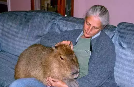 奇异世界: 十大巨型动物, 大到超出你的想象!