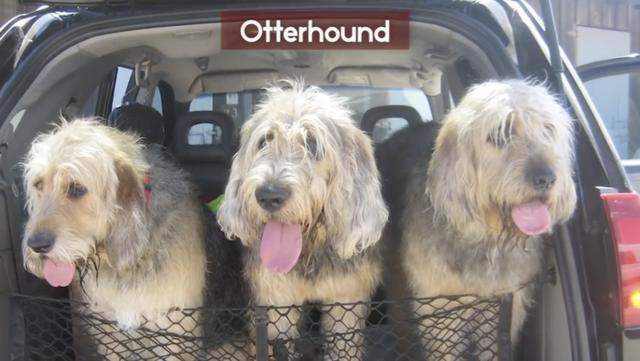 全球最稀有的 12 种狗狗，最少的一种仅剩不到 1000 只