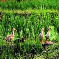 农村人说的寡妇年是什么意思?2019是寡妇年