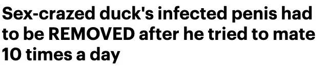 一天10次的鸭子，因纵欲过度被感染，鸭命垂危只好切掉“丁丁”