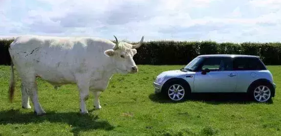 奇异世界: 十大巨型动物, 大到超出你的想象!