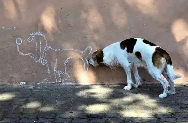 狗子们的沙雕时刻……简直笑到劈叉啊哈哈哈哈哈哈！！