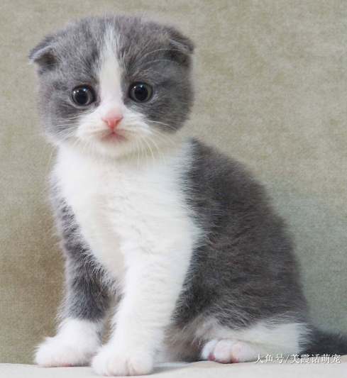 猫咪渐渐成为人们开始饲养的宠物，所谓的苏格兰到底是一种什么猫呢