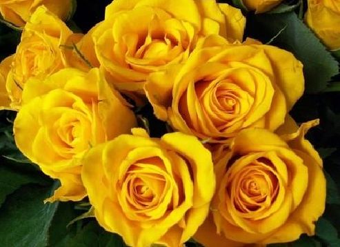 属蛇▲不能打骂的3大生肖女，年纪越大越旺夫，生活越发幸福！