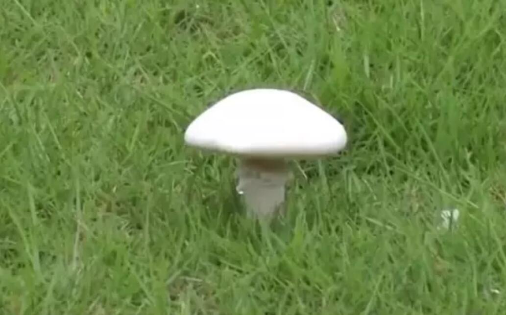 广东又有人采食毒蘑菇中毒入院，只因同事自认聪明