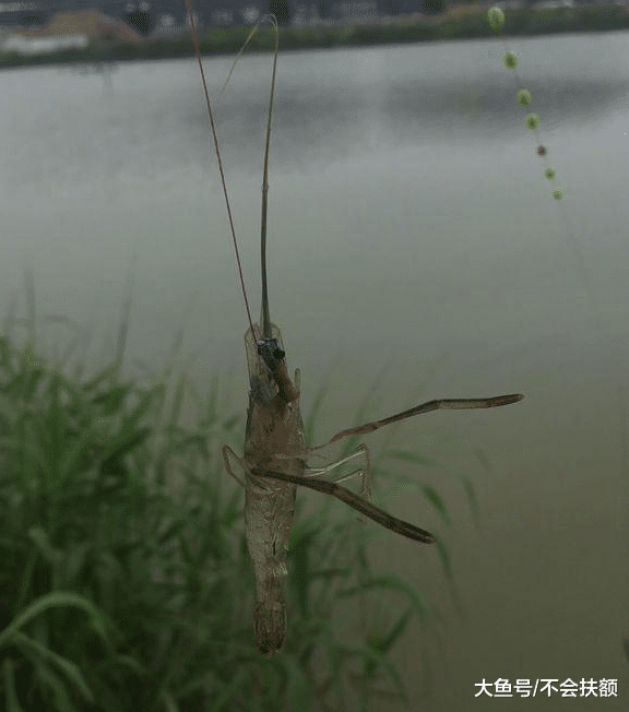 江苏省|江苏河道大虾泛滥，鱼钓不到，大虾却钓到两三斤，钓鱼人：反常