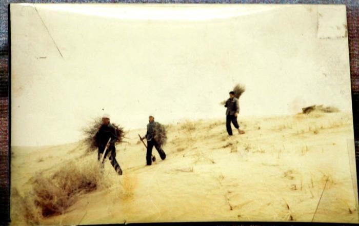 从“沙进人退”到“人进沙退” 探寻榆林治沙成功秘诀(图3) 从“沙进人退”到“人进沙退” 探寻榆林治沙成功秘诀(图3)