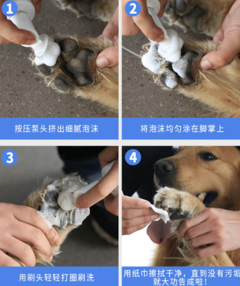 小白狗对路人乞讨，却被踢出几米远，狗狗站起来后懵圈了