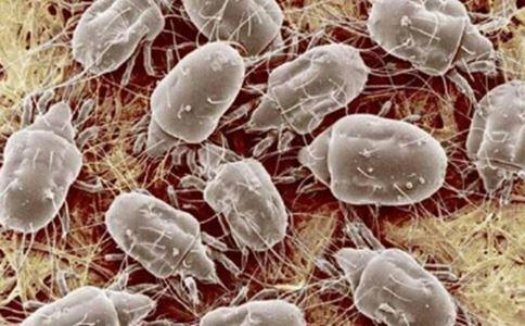 家里螨虫超级多？只需一根草，不到1毛钱，螨虫全部死光光