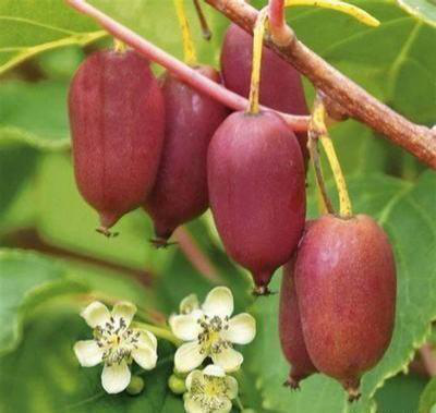 袁隆平都自愧不如！我国又一新型农产品，插土就活，来年收入50万