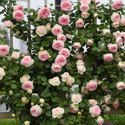 一人栽花众人赏 有条件的建议你种下这月季花 一棵花开满院香 社会资讯 存满娱乐网 一人栽花众人赏 有条件的建议你种下这月季花 一棵花开满院香 社会资讯 存满娱乐网