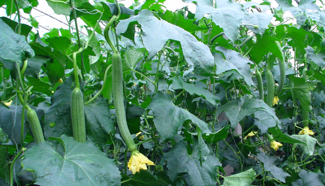 还在为丝瓜卖相不好看发愁吗？学会这个方法，种出的丝瓜售卖无忧