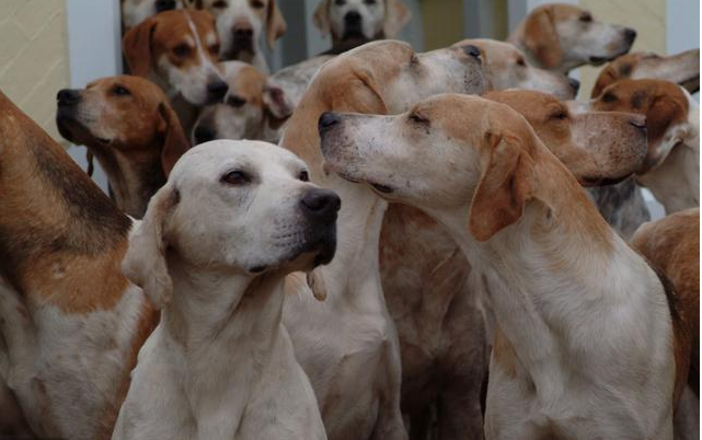 全球最稀有的 12 种狗狗，最少的一种仅剩不到 1000 只