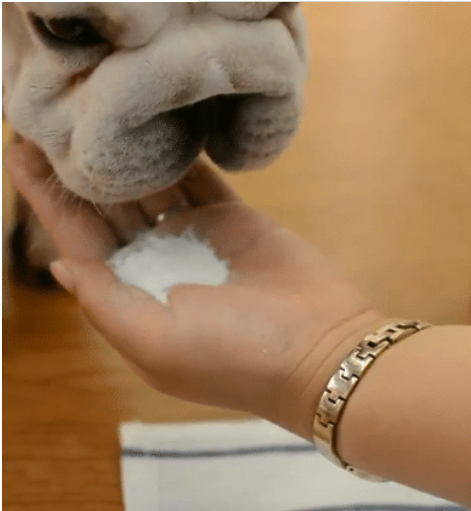 小白狗对路人乞讨，却被踢出几米远，狗狗站起来后懵圈了