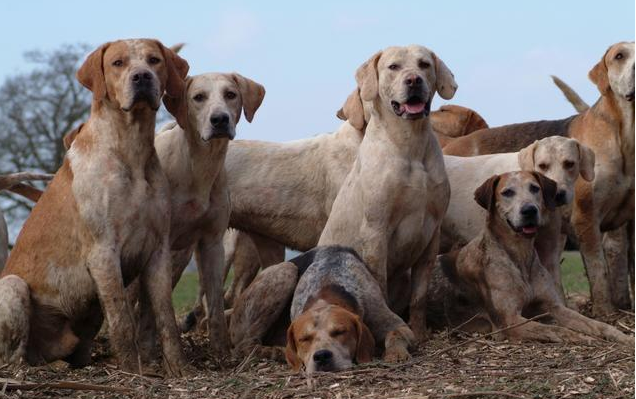 全球最稀有的 12 种狗狗，最少的一种仅剩不到 1000 只