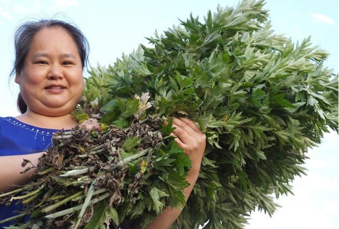 家里螨虫超级多？只需一根草，不到1毛钱，螨虫全部死光光