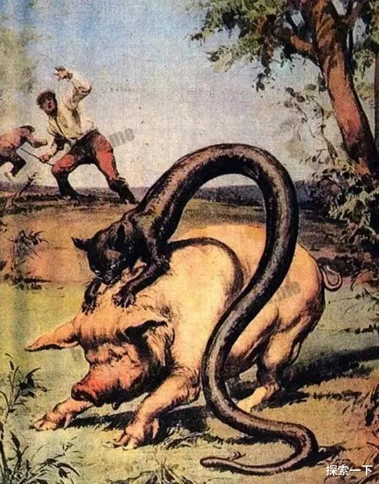 『干旱』存在于阿尔卑斯山的神秘生物, 是传说还是未被发现