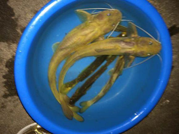 郴州|郴州钓鱼人湘江钓起“老黄辣丁”,重1.2斤,近年来罕见