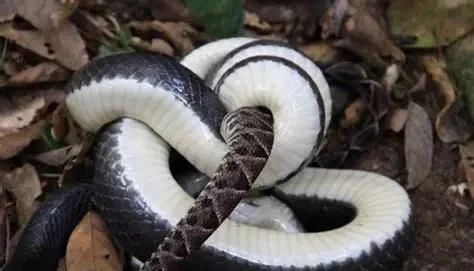 百毒不侵，专吃毒蛇的蛇，还没有几个人见过它的真容