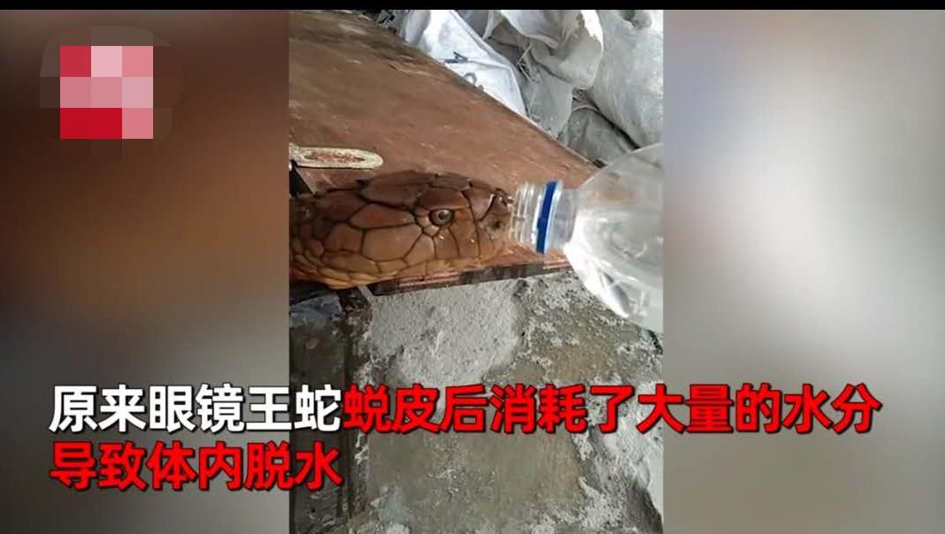 “眼镜王蛇蜕皮后严重脱水,小伙看到后主动喂水!”