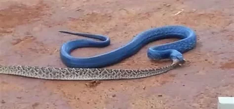 百毒不侵，专吃毒蛇的蛇，还没有几个人见过它的真容