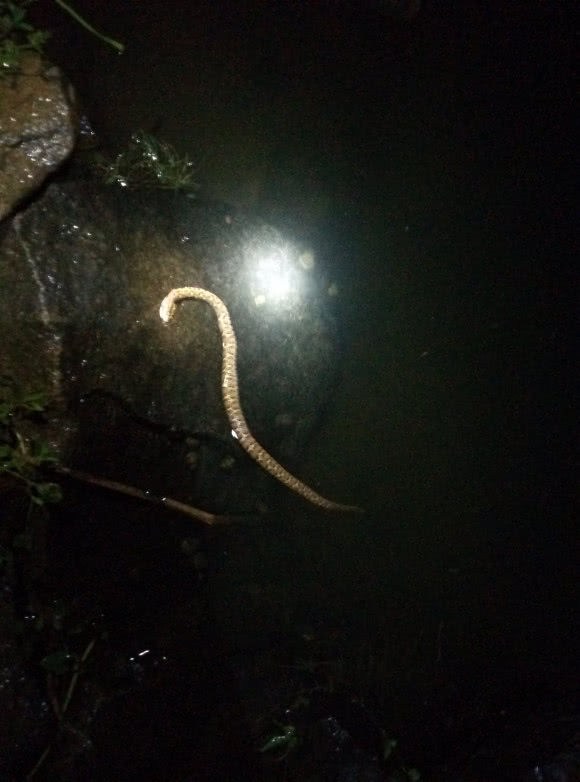 『』打死一条来一条，男子夜钓连打五条大蛇，网友：太残忍