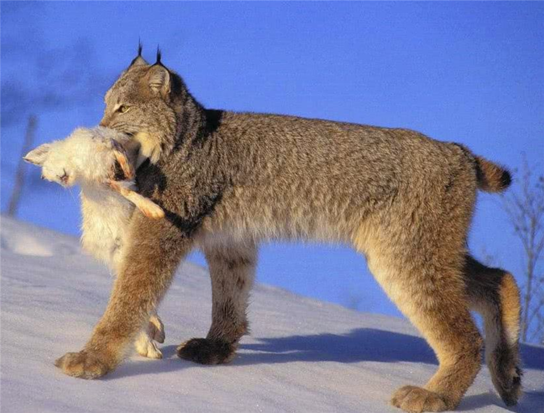 猞猁|这野兽真可怜！常被黄鼬咬断脖子，豹叼它喂幼崽，猞猁靠它过日子