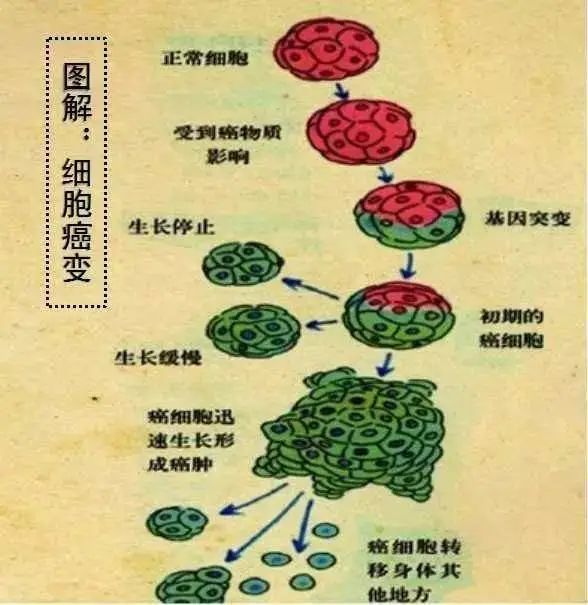 『癌细胞』人体温度37℃已成历史，免疫力居然…