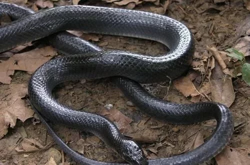 百毒不侵，专吃毒蛇的蛇，还没有几个人见过它的真容