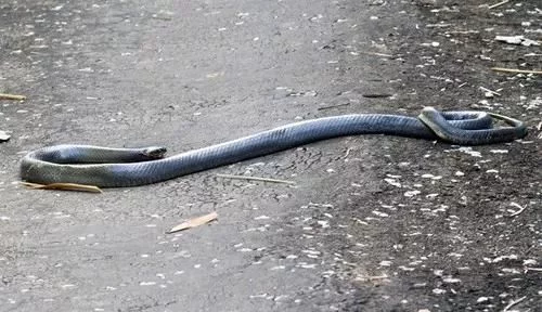 百毒不侵，专吃毒蛇的蛇，还没有几个人见过它的真容