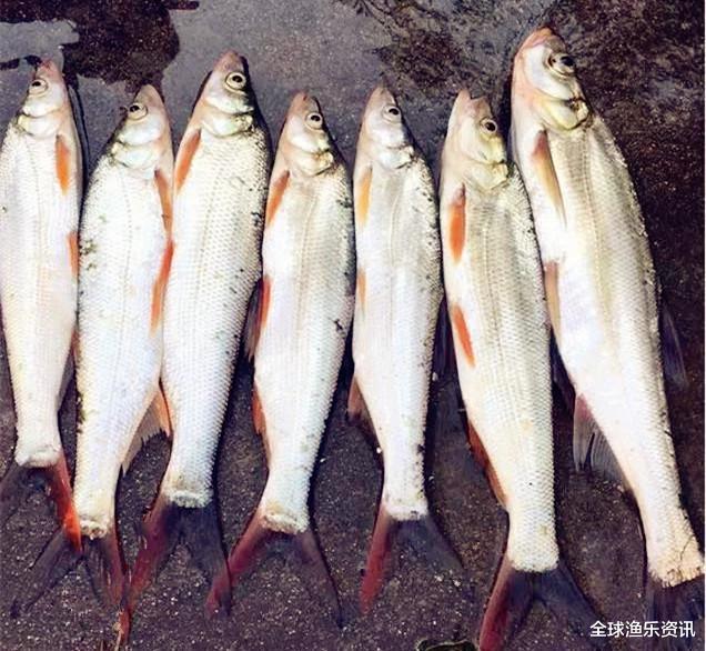 「鳄鱼」野钓最“狠”的几种动物，看完钓友遭遇才明白，没碰见太幸运啦