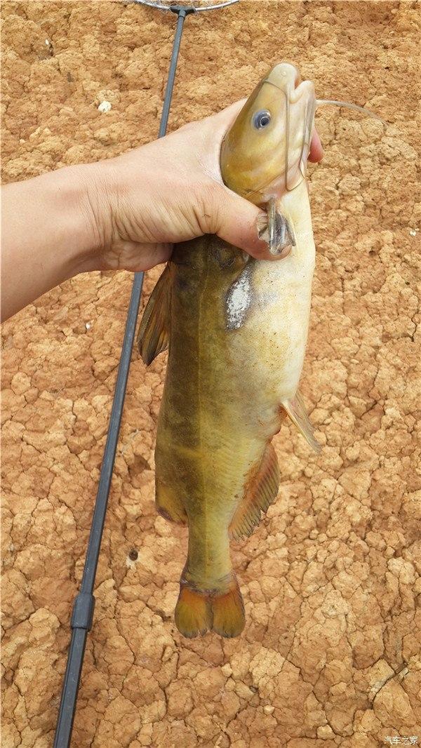 郴州|郴州钓鱼人湘江钓起“老黄辣丁”,重1.2斤,近年来罕见