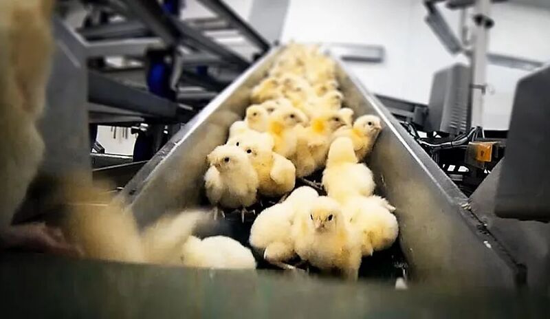 残酷的事实!世界每年有70亿只小鸡被绞碎,然后做成了猫粮