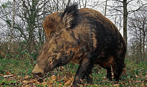 毒蛇：猪是蛇的克星？在人类眼里非常蠢笨的猪，为何不怕毒蛇？