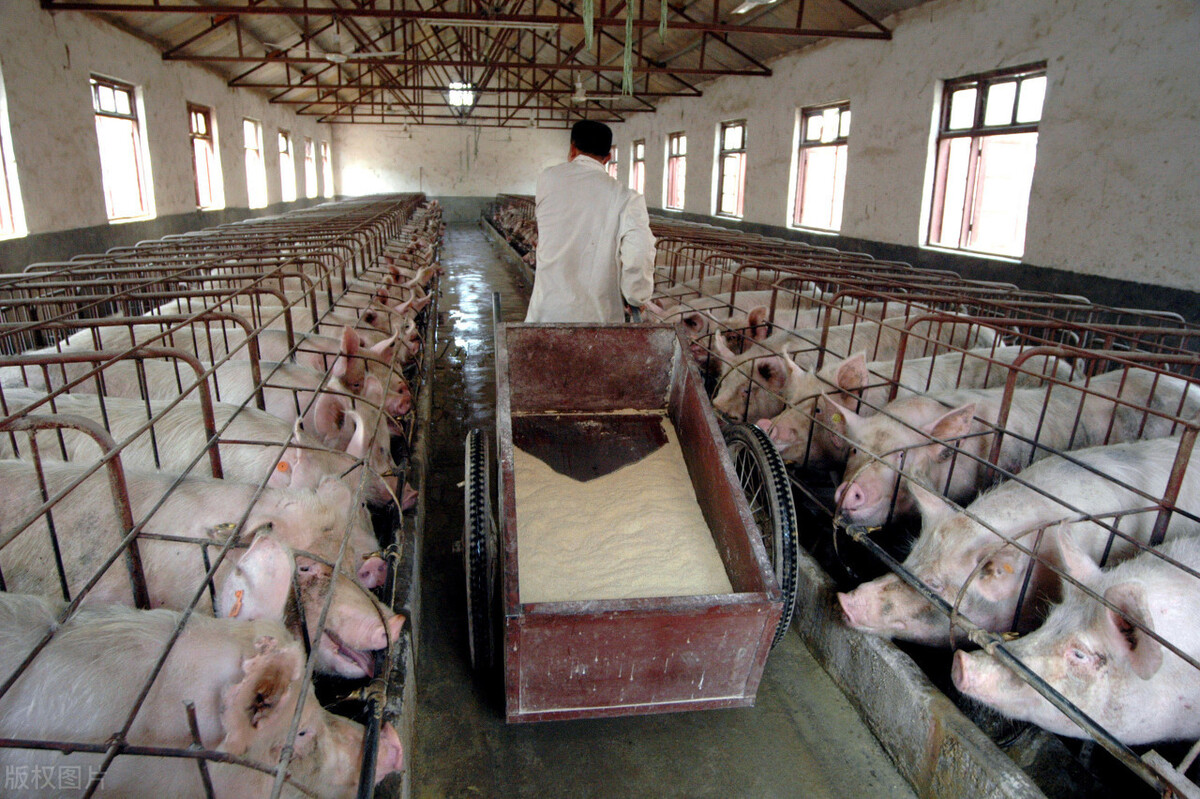 生猪价格|10月5日猪价：再迎大面积下跌，是昙花一现还是价格崩塌的信号？