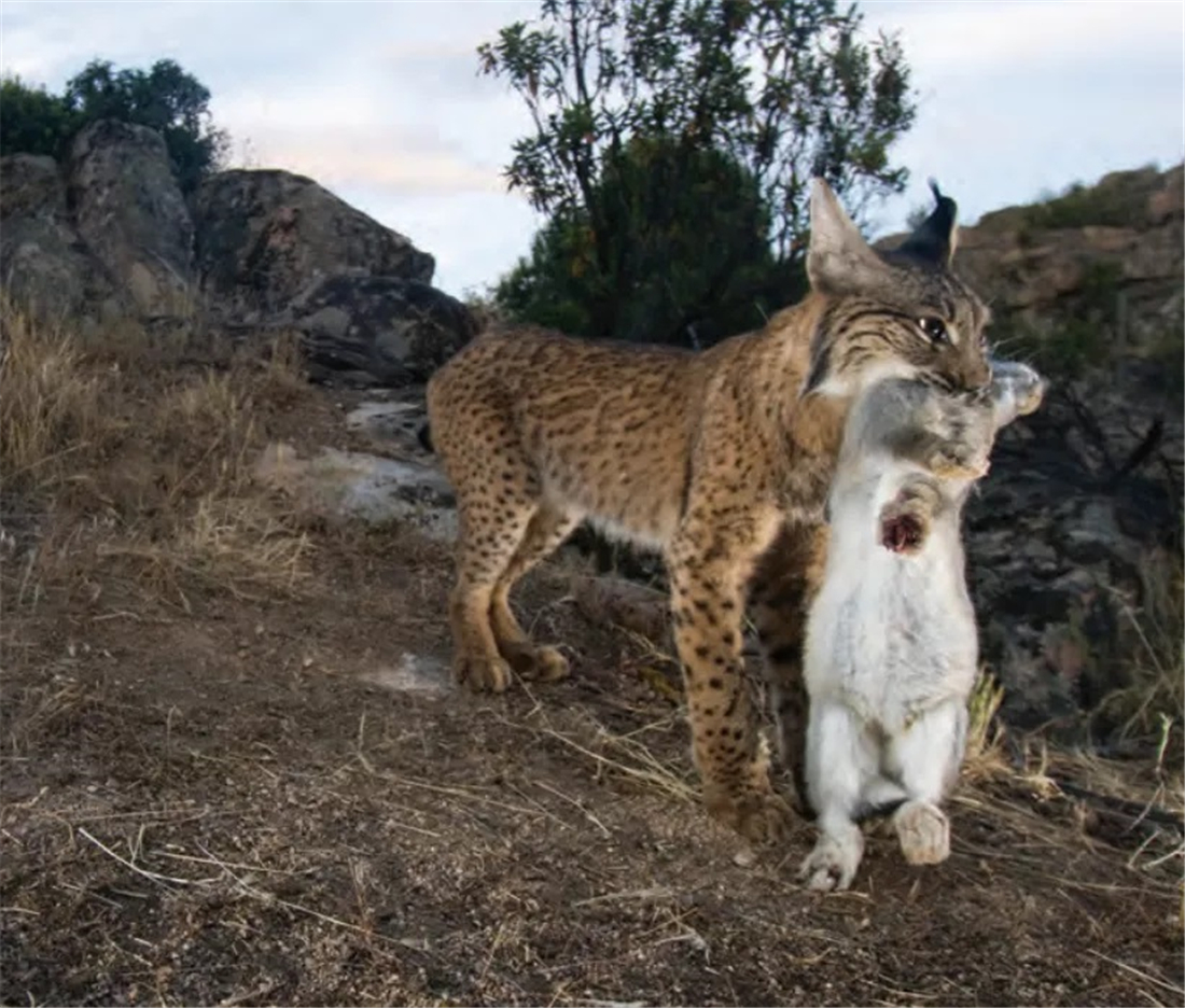 猞猁|这野兽真可怜！常被黄鼬咬断脖子，豹叼它喂幼崽，猞猁靠它过日子