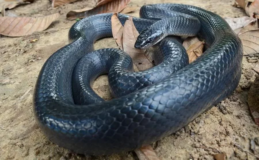 百毒不侵，专吃毒蛇的蛇，还没有几个人见过它的真容