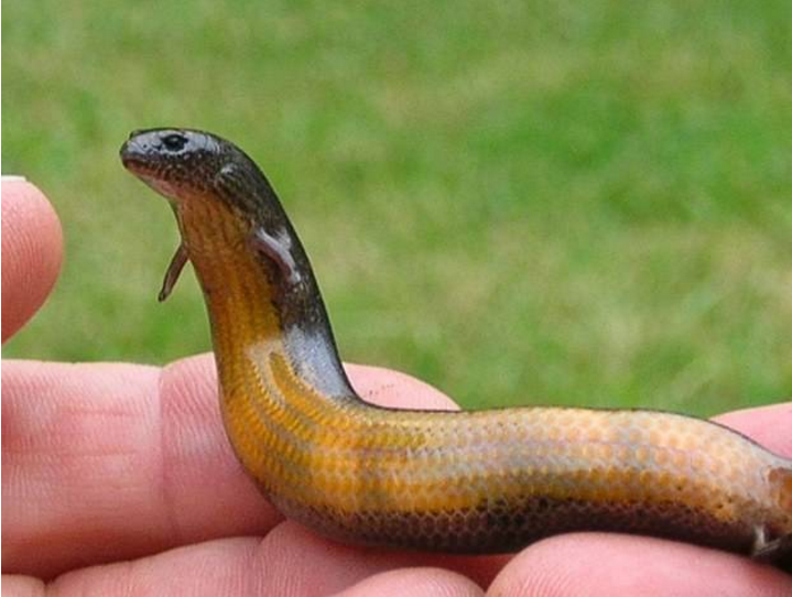 【科学家】一个神奇的物种，既能生蛋又能生仔，科学家：人类正在见证进化！