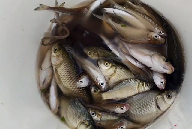 鲤鱼|苦中作乐！长江边房子被淹，男子淡定二楼垂钓