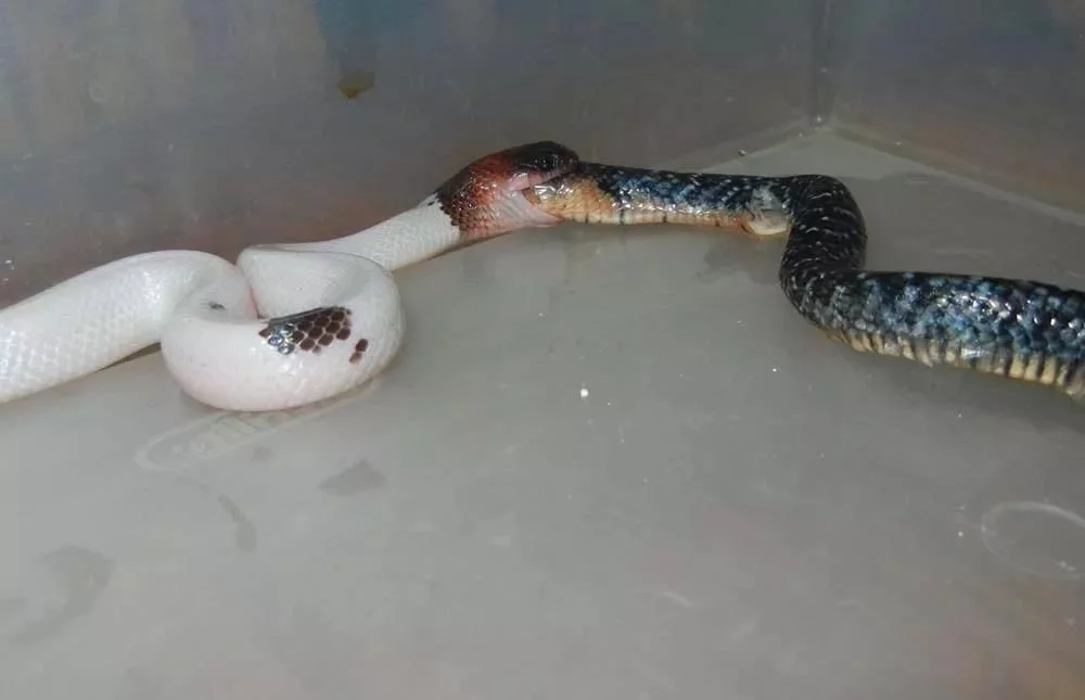 百毒不侵，专吃毒蛇的蛇，还没有几个人见过它的真容