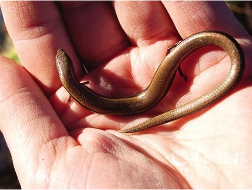 【科学家】一个神奇的物种，既能生蛋又能生仔，科学家：人类正在见证进化！