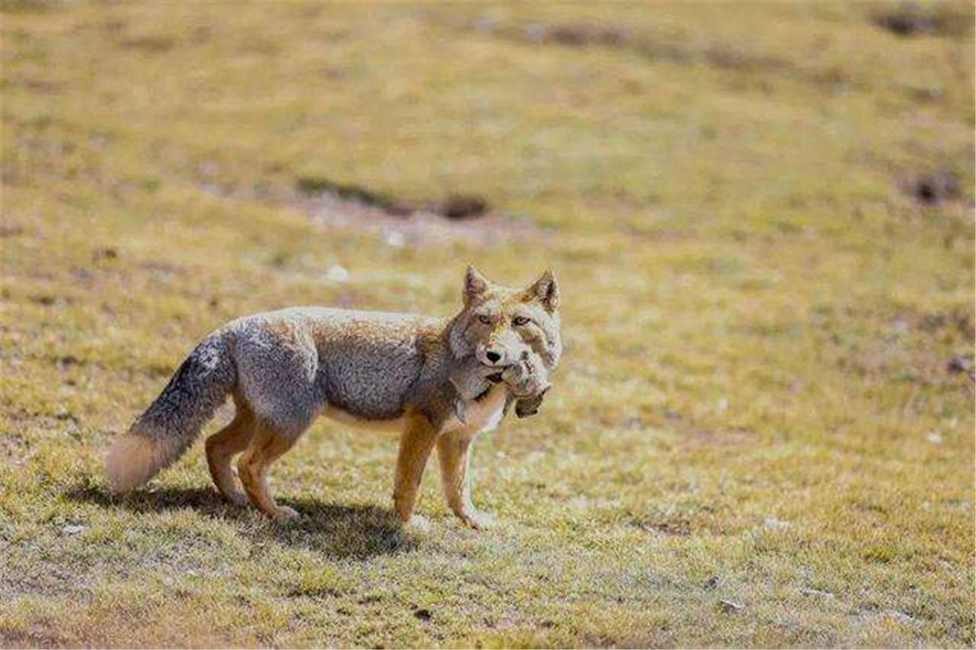 猞猁|这野兽真可怜！常被黄鼬咬断脖子，豹叼它喂幼崽，猞猁靠它过日子