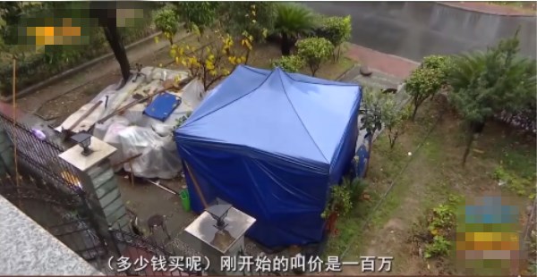 别墅|花628万买法拍别墅,原房东父母在院子搭帐篷:给100万才走